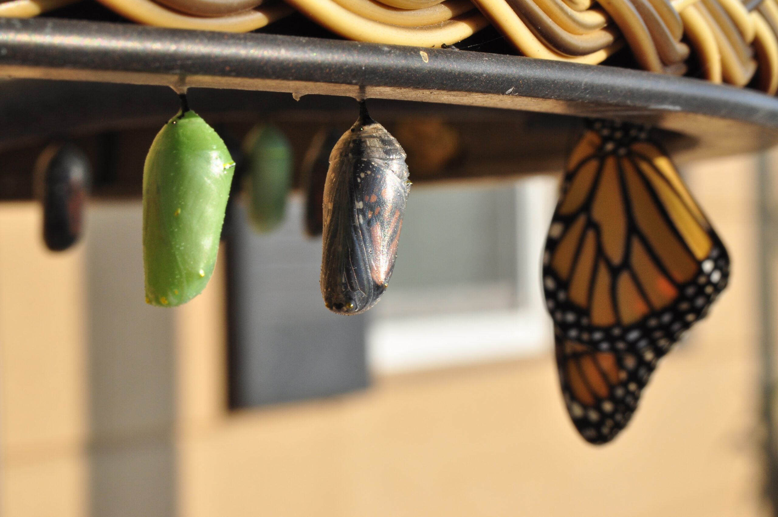 Showing a cocoon and a metamorphosed butterfly to represent a child growing as a confident thinker from preschool to early teens 